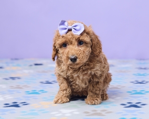 Chloe Mini Poodle
